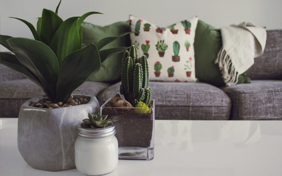 Groene tip: kamerplanten
